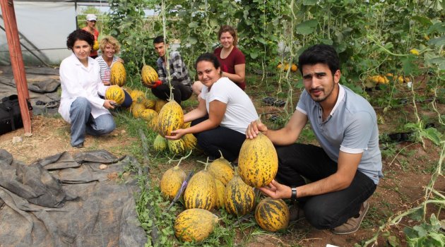 Susuz yetişen kavunda sona gelindi