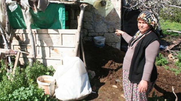 Sütünü satarak çocuklarını okuttuğu ineği çalıp kestiler