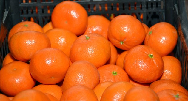 Tango Mandalina çiftçinin yeni gözdesi olmaya aday