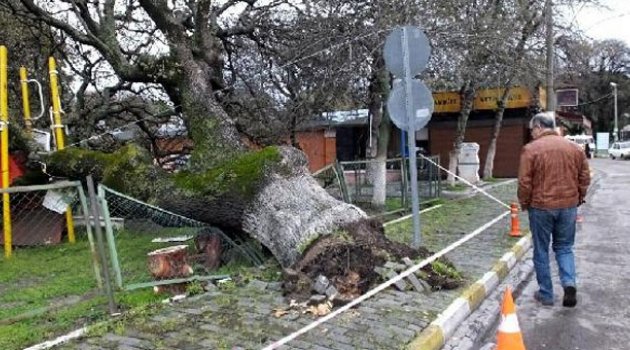 Tarihi meşe ağacı çocuk parkına devrildi