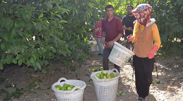 Tarımdaki işçi ihtiyacını Suriyeliler karşılıyor