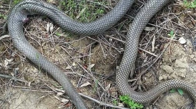 Tarlada çalışırken yılan soktu