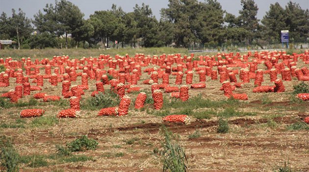 Tarlada kalan soğana bekçi tuttu