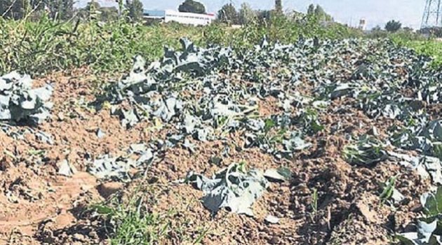 Tarlayı lağım suyuyla sularken yakalandı