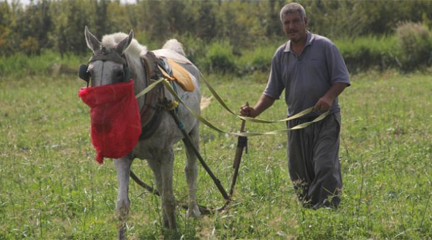 Teknolojiye inat at ile çapa yaparak 4 çocuğunu büyüttü
