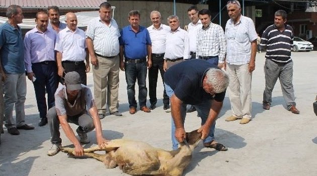 TMO mısır alımına başladı