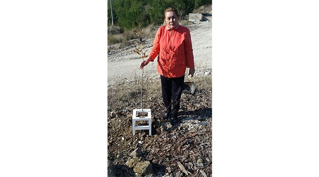 Torunları için fidan diktiler