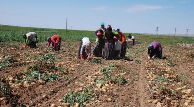 Tüccarlar patatesi stokladı, kilosu 5 TL'ye yükseldi