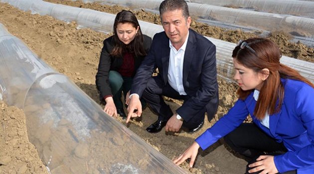 Turfanda karpuz üreticisine soğuk darbesi