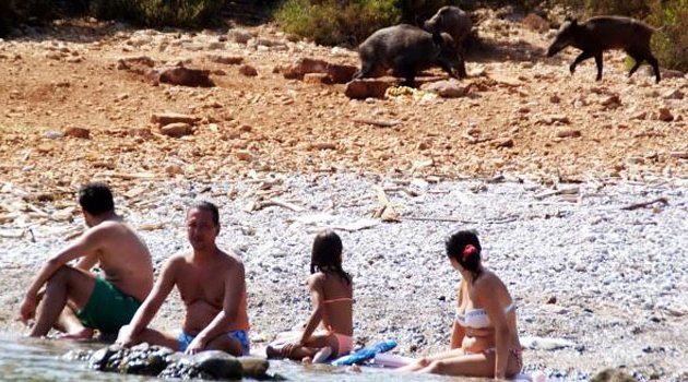 Turistler domuzlarla yüzdü