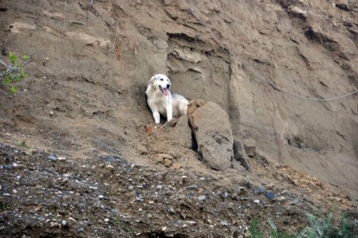 Uçurumda mahsur kalan köpeği itfaiye kurtardı