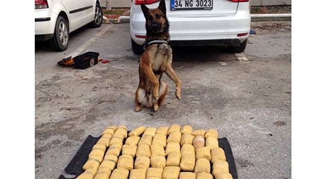 Uyuşturucu tacirinin foyasını narkotik köpeği ortaya çıkardı