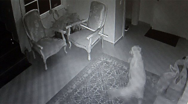 Villaya giren hırsızı köpek kovaladı