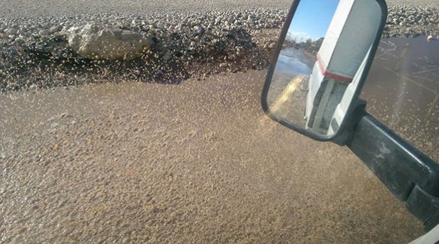 Yağmur Ray sokak  halkını perişan ediyor