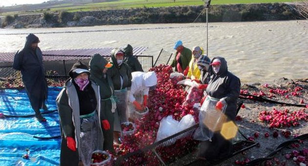 Yağmurdan turp üretimine 10 milyon liralık zarar