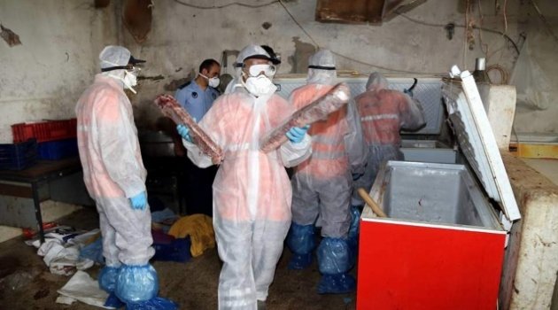 Yakalanan 5 ton kaçak domuz eti imha edildi