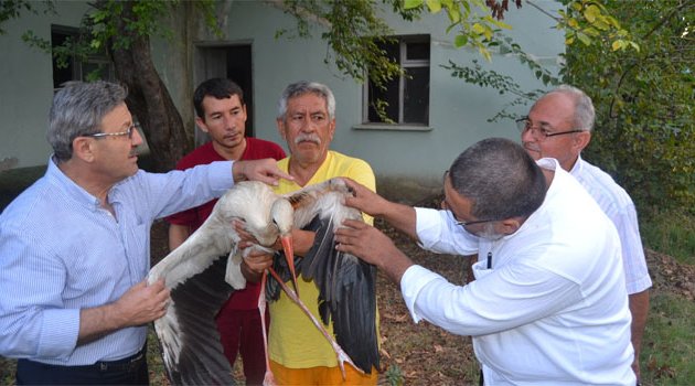 Yaralı leylek koruma altına alındı