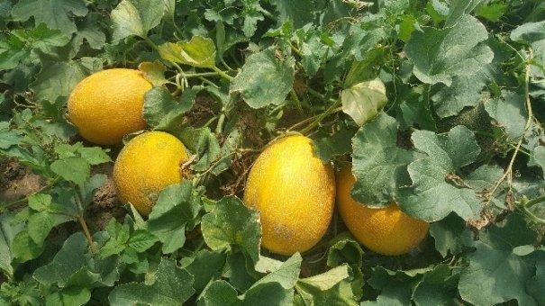 Yerli kavunda hasat başladı