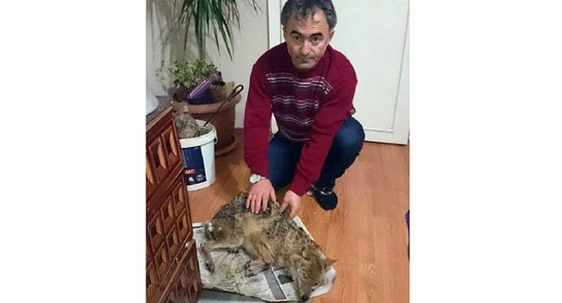 Yolda donmak üzere olan çakalı evine götürüp kurtardı