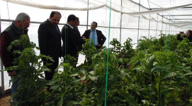 Yumurtalık’ta seracılık yaygınlaştırılıyor