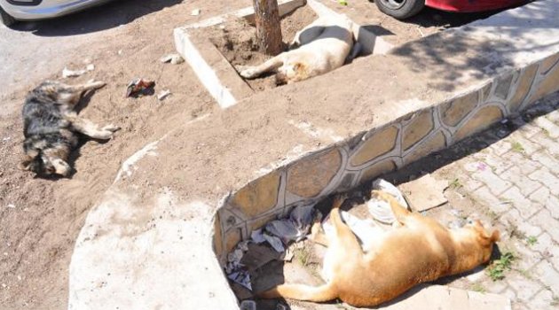 Zehirli gıdayla köpek itlafı