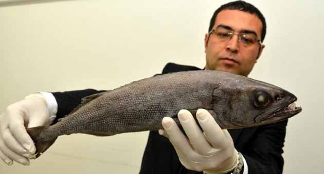 Zehirli okyanus balığı Mersin Körfezi'nde