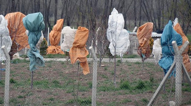 Zirai dona poşetli çözüm