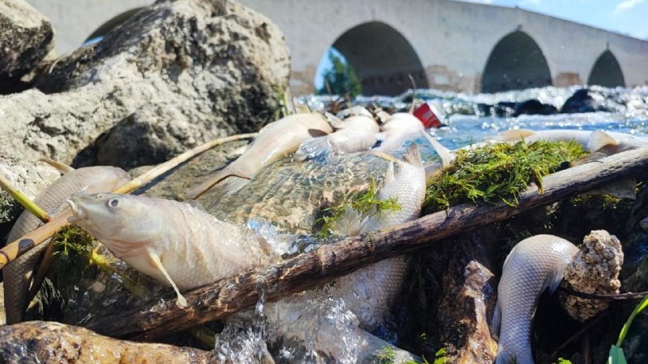 Ceyhan Nehri&#039;nde Kirlilik Alarmı:Balıklar Telef Oldu