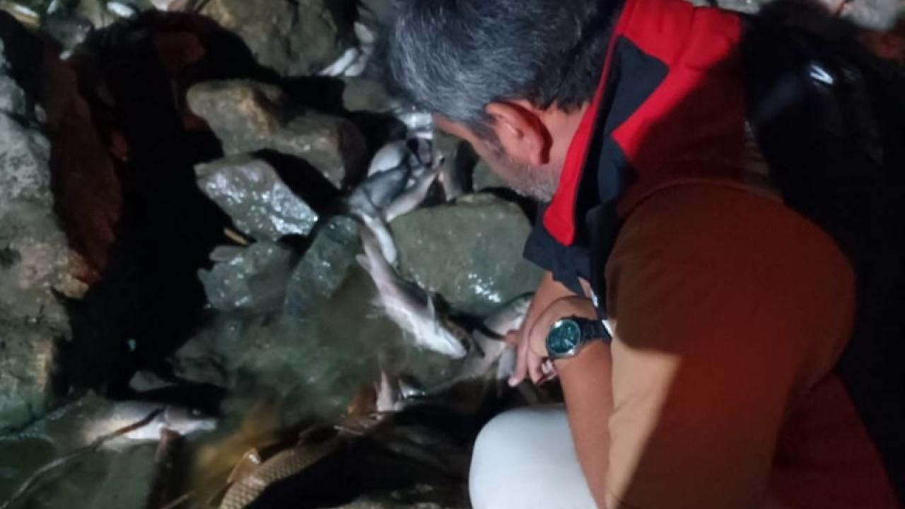 Ceyhan Nehri&#039;ndeki Kirlilikle İlgili İnceleme Başlatıldı