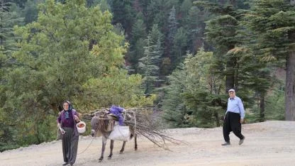 Dağ Köylerinde Eşekle Odun Çekme Nostalji Yaşattı