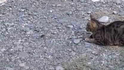 Kedi Fareyle Top Gibi Oynadı