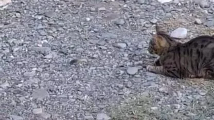 Kedi Fareyle Top Gibi Oynadı