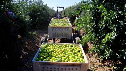 Mandalinada Hasat Zamanı, Verim Yüksek: