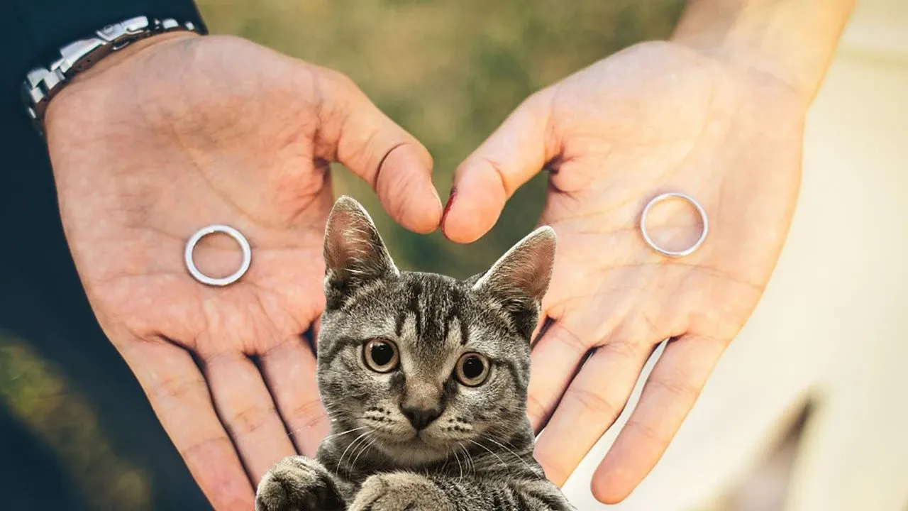 Yeni Nesil Nafaka:Kedinin Bakım Masraflarını Ödeyecek