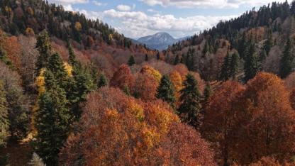 'Yirce Kayın Ormanları'nda Sonbahar Şöleni