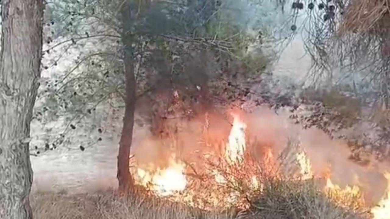 Ağaçlık Alanda Yangın:100 Zeytin Ağacı Yandı