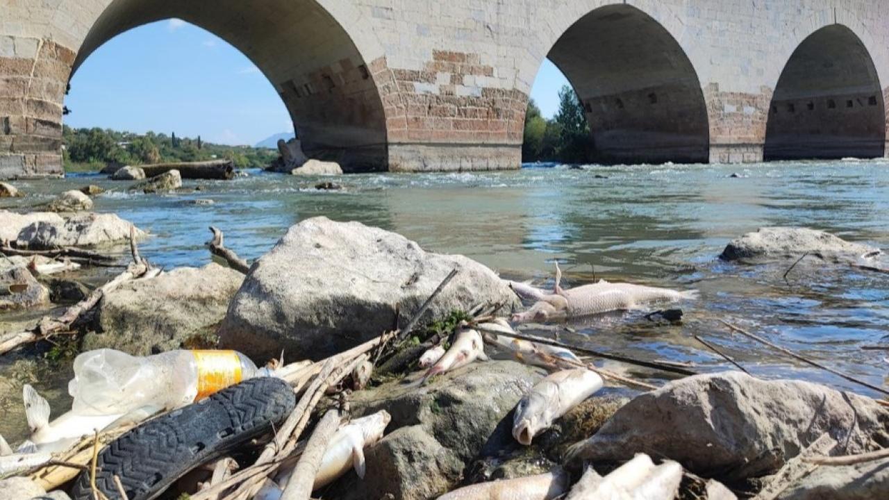 Ceyhan Nehri&#039;ndeki Toplu Balık Ölümlerinin Nedeni Ağır Metal Çıkmadı