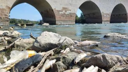 Ceyhan Nehri'ndeki Toplu Balık Ölümlerinin Nedeni Ağır Metal Çıkmadı