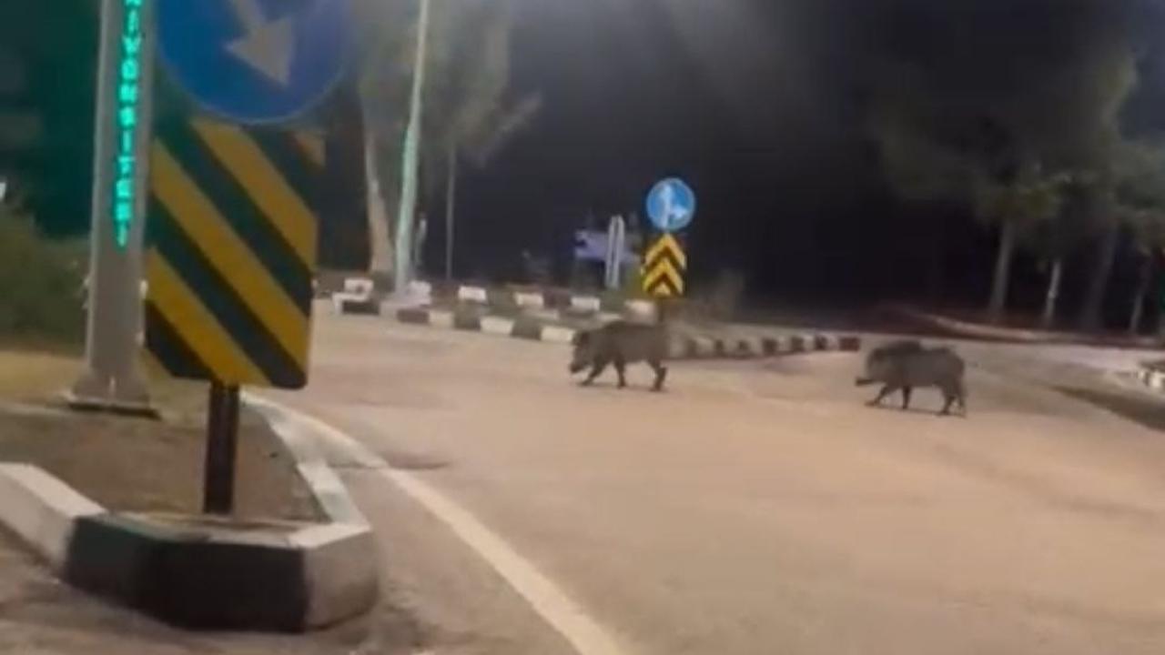 Domuz Sürüsü ÇÜ Yerleşkesine İndi