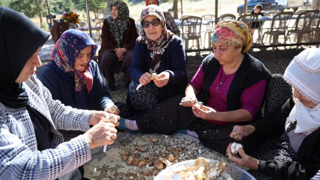Japonların Gözdesi Sedir Mantarı Çıktı