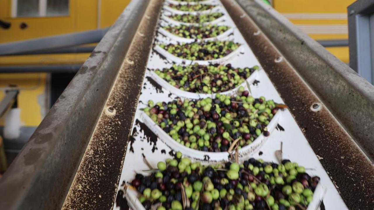 Kozan&#039;da Zeytinin Yağ Yolculuğu Başladı