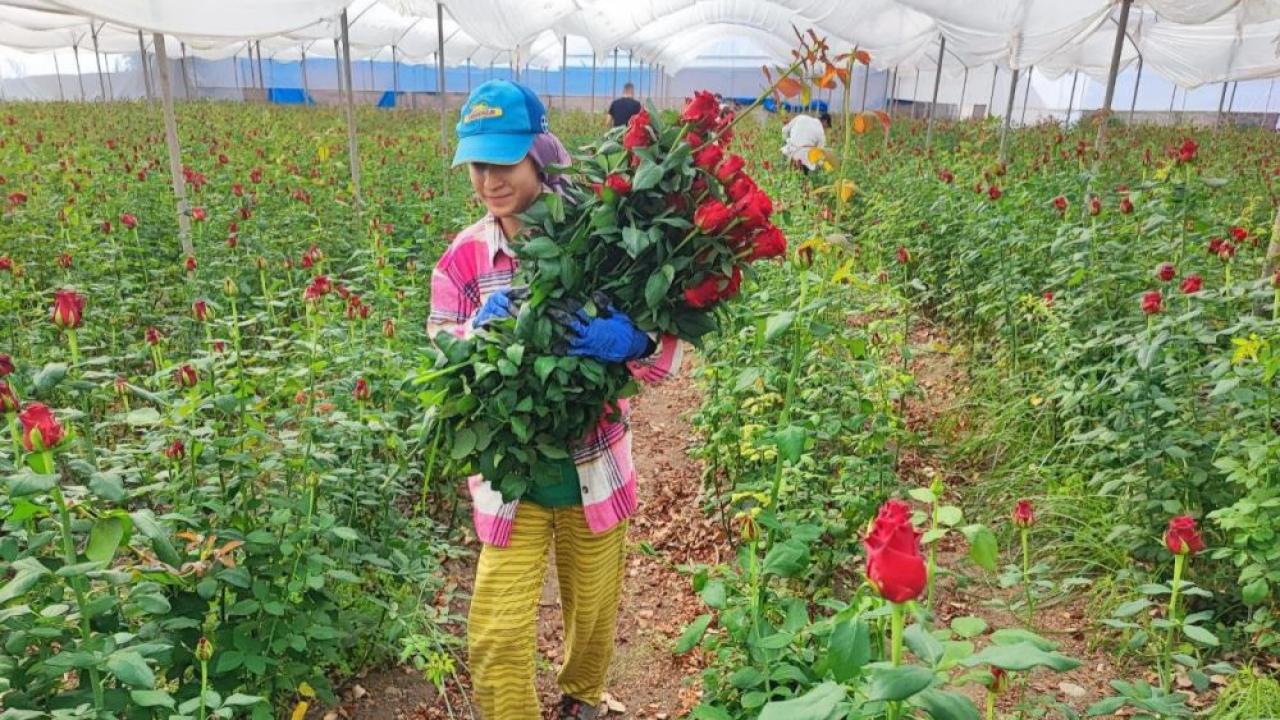 Seralarda Gül Hasadı Başladı