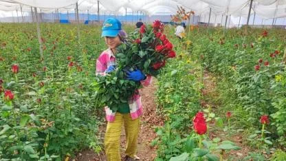 Seralarda Gül Hasadı Başladı