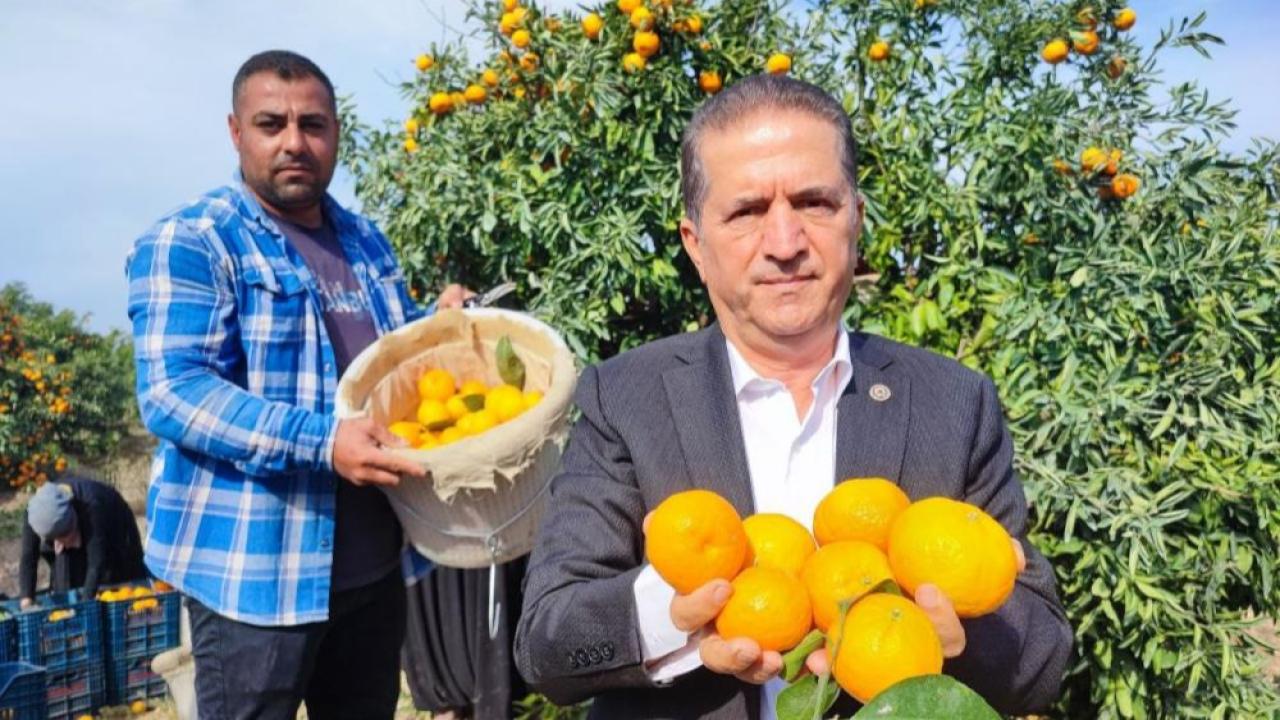 Tarım İşçileri Greve Gitti, Mandalina Fiyatlarında Düşüş Yaşandı