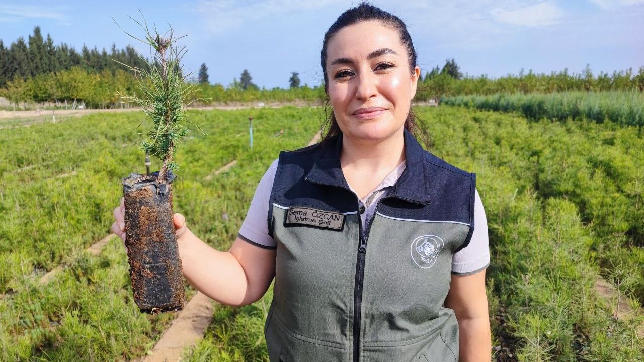 Yanan Ormanlar Üretilen Milyonlarca Fidanla Yeşerecek