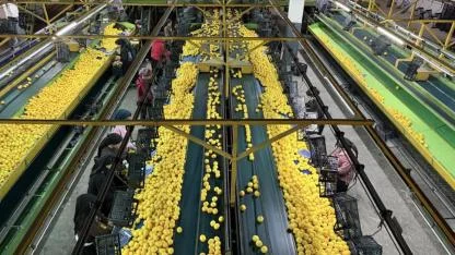 Adana'dan Avrupa'ya Narenciye İhracatı Başladı