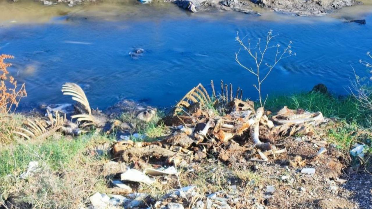 Dere Yatağında Leş Atıldı