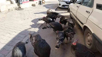 Hindiler Çarşıda Gezdirilerek Satılıyor