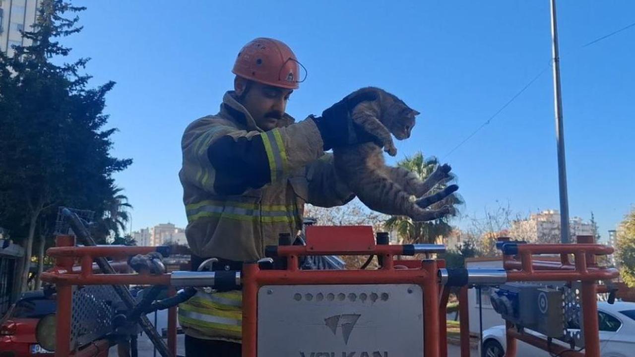 Köpekten Kaçarken Ağaçta Mahsur Kaldı