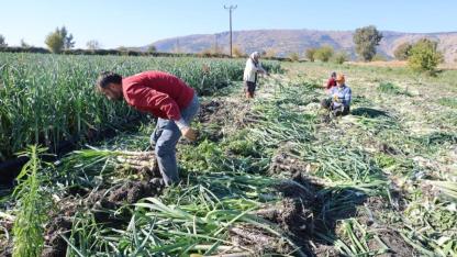 Kozan'da Pırasa Hasadı Başladı